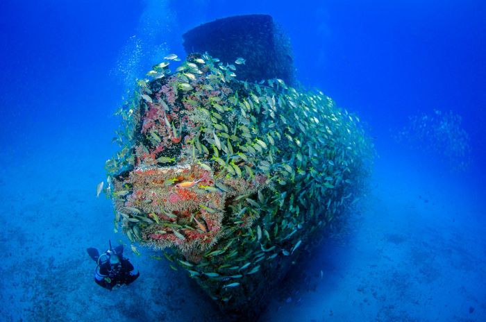 Explore the beauty of marine life with a diver near a vibrant shipwreck and school of fish.