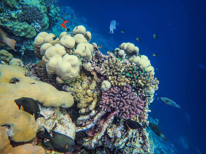 Explore a diverse and colorful coral reef teeming with marine life under the ocean.