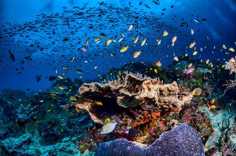 Mirkos Reef Indonesia
