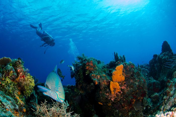 A scuba diver explores a vibrant coral reef with fish, showcasing underwater marine life.