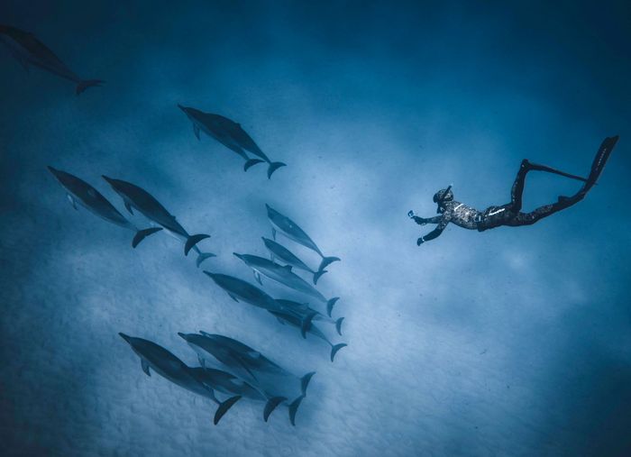 From above of fit anonymous person diving in clear blue water of sea near flock of calm dolphins near sand bottom in soft daylight