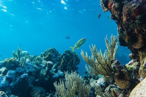 Utila — Pretty Reef Honduras