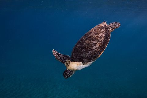 Shaab Marsa Alam Egito