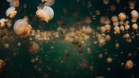 Jellyfish Lake Palau