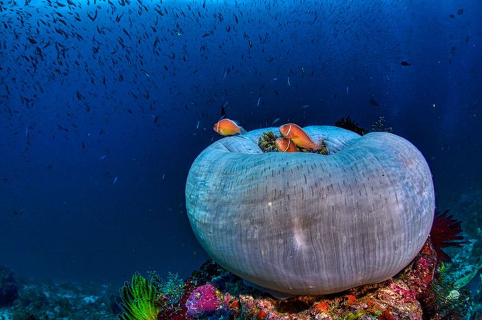 Colorful clownfish swimming among corals in West Papua's vibrant underwater ecosystems.