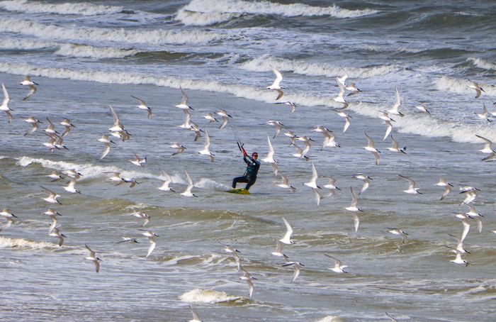 A kitesurfer glides through the waves surrounded by a flock of seabirds in Saint-Pair-sur-Mer, France.