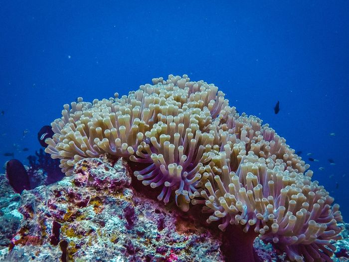 Explore the vibrant marine life with this close-up of a colorful coral reef teeming with aquatic life.
