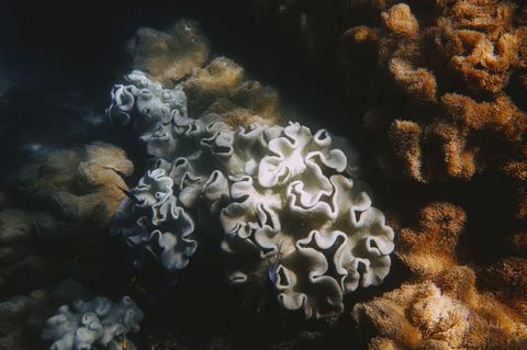 Light Reef - Phil`s Bommie Australia