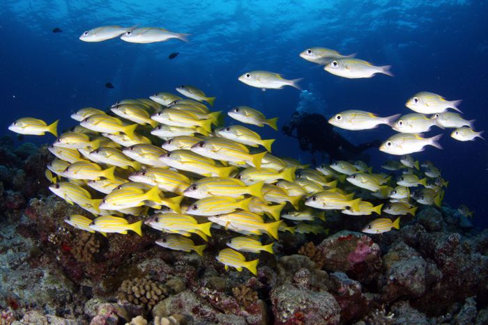 Colorful school of fish swimming over a coral reef, captured by a diver photographing vibrant underwater wildlife.