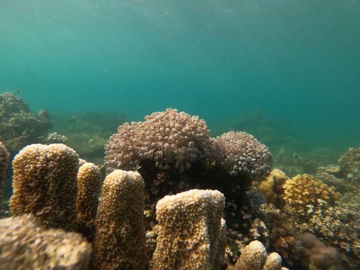 A lively underwater scene showcasing diverse coral formations and marine life at a vibrant coral reef.