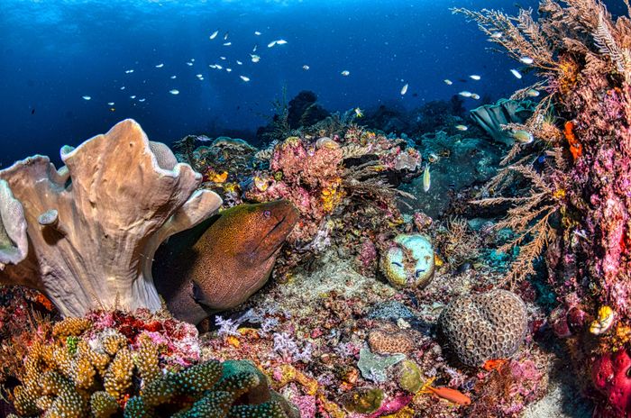Diverse marine life and colorful coral reef in West Papua's clear waters.