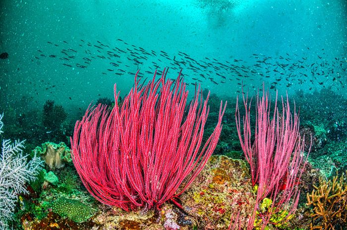 Colorful coral reef scene with marine life in West Papua, Indonesia's underwater world.