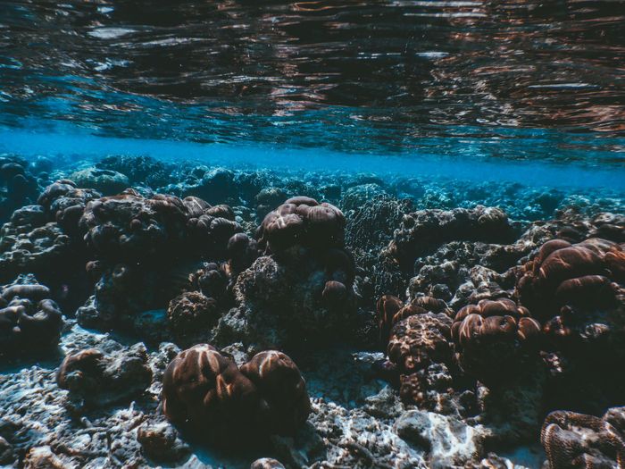 Captivating underwater view of a vibrant coral reef in Maldives, showcasing diverse marine life.
