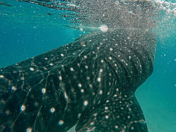 Close-up view of a majestic whale shark swimming underwater in Cebu, Philippines.