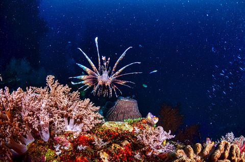 Simons Reef Indonesia