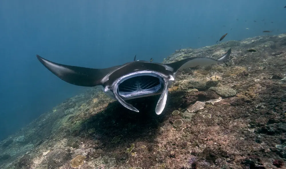 North Malé — Manta Point (Lankan Reef)