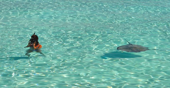Person snorkeling alongside a stingray in crystal clear waters. Perfect for travel and marine life enthusiasts.