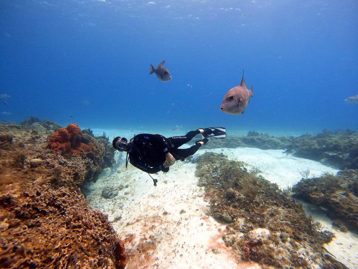 Scuba diver swims among colorful coral reefs and fish in Cozumel, Mexico's vibrant underwater world.