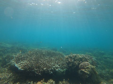 Coral Garden Philippines