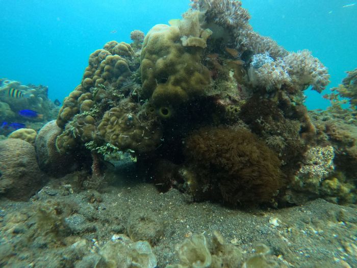 Explore the rich marine life of a coral reef in Central Visayas, showcasing diverse species in vibrant waters.
