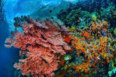 California Reef Indonésia