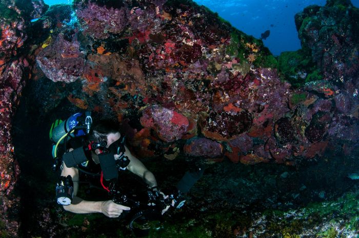 Diver photographing vibrant coral reef underwater. Captivating marine life exploration scene.