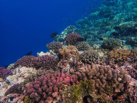 Marsa Nakari North reef Egito