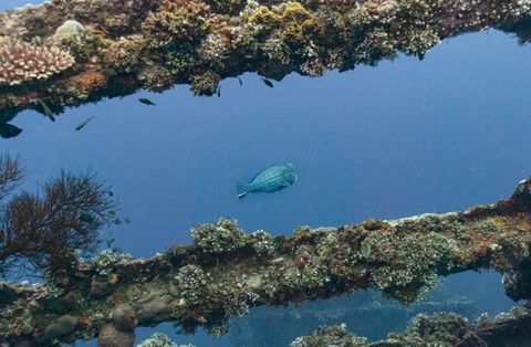 Chicken Reef Indonésia