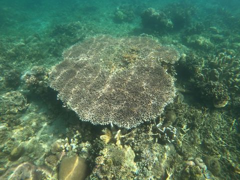 White Island Reef Philippines