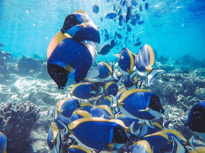 Vibrant tropical fish swimming through a beautiful coral reef in crystal-clear blue waters.