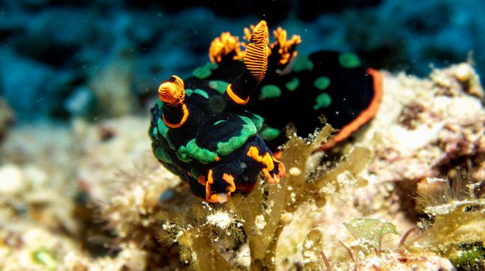 Close-up shot of a colorful nudibranch on a coral reef, highlighting underwater macro photography.