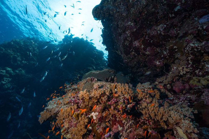 Explore the vivid coral reef teeming with diverse marine life and colorful fish underwater.