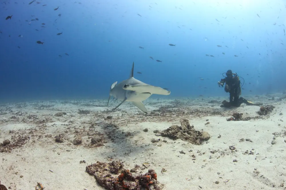 Apo Reef — Shark Ridge