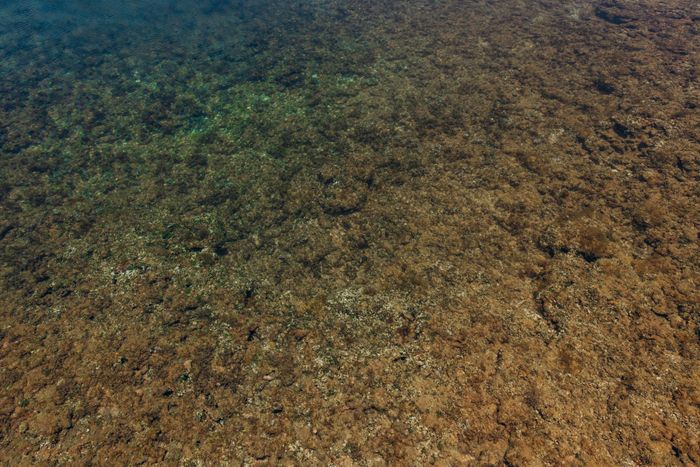 Clear view of textured rocky underwater surface with natural colors.