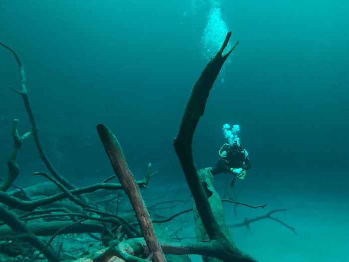 Scuba diver exploring sunken tree branches in a deep ocean setting.