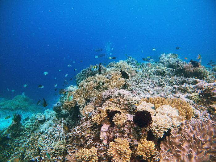 Explore the vibrant coral reef teeming with diverse marine life in this stunning underwater photograph.