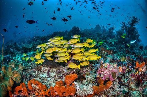 Raja Ampat — Melissa's Garden Indonesia