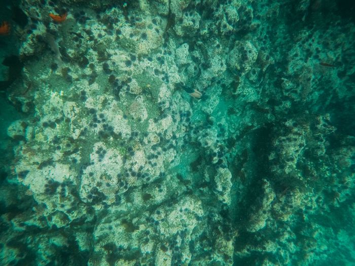 Explore the vibrant coral reef habitat underwater, teeming with diverse marine life.