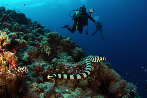 AUS — Ribbon Reef #10 (Cod Hole) Austrália