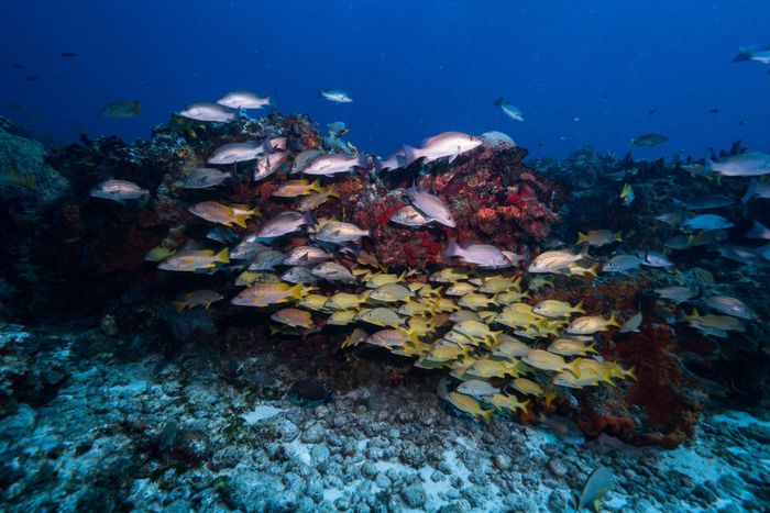 A colorful school of fish swims over a vibrant coral reef in Cozumel, Mexico, showcasing marine biodiversity.