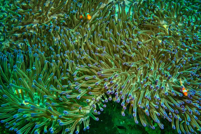Vibrant underwater scene of an anemone with clownfish in Jakarta's waters.