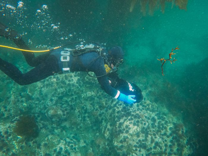 Scuba diver explores vibrant coral reef using an underwater scooter in clear ocean waters.