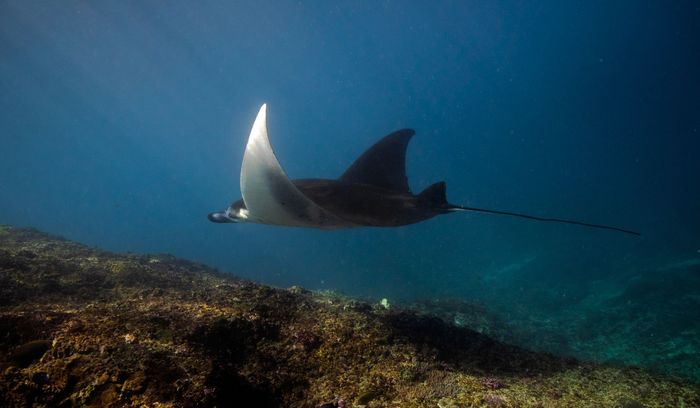 Stunning view of a manta ray swimming gracefully underwater in Coron, Philippines.