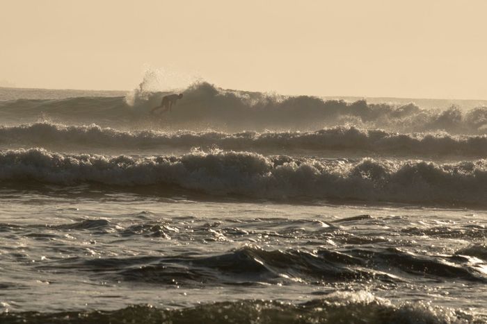 A surfer joyfully catches a wave during a golden sunrise on the Sunshine Coast, capturing the essence of ocean adventure.