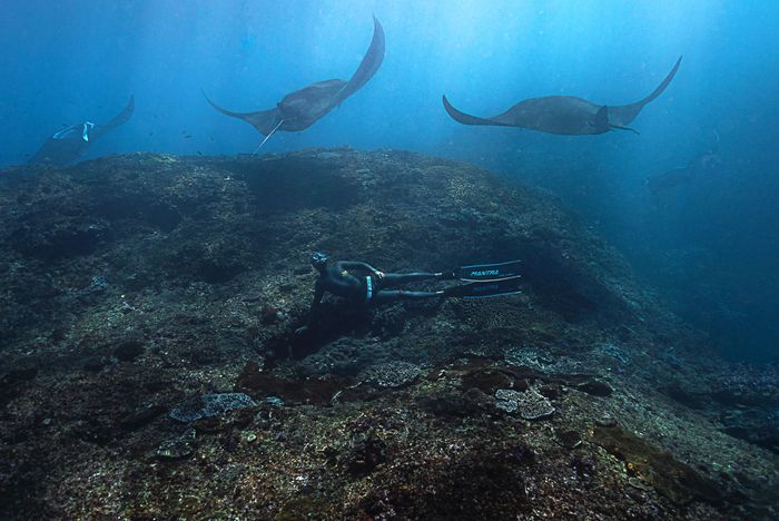 Scuba divers exploring coral reefs with manta rays in Bali, Indonesia.