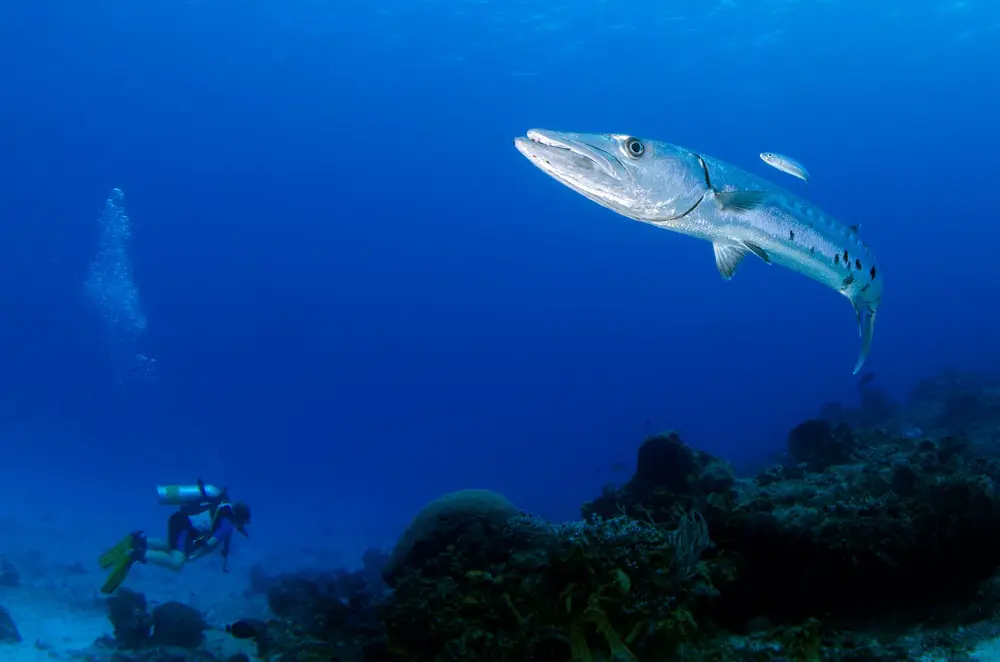 Sipadan — Barracuda Point