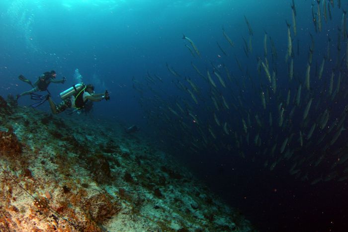 Two divers capturing a mesmerizing school of fish in a vibrant underwater scene.
