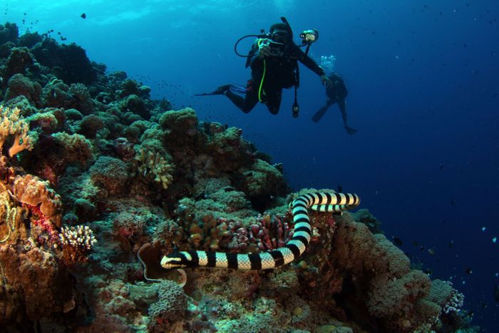 Scuba divers explore a vibrant coral reef with a sea snake in the foreground. Exhilarating underwater adventure.