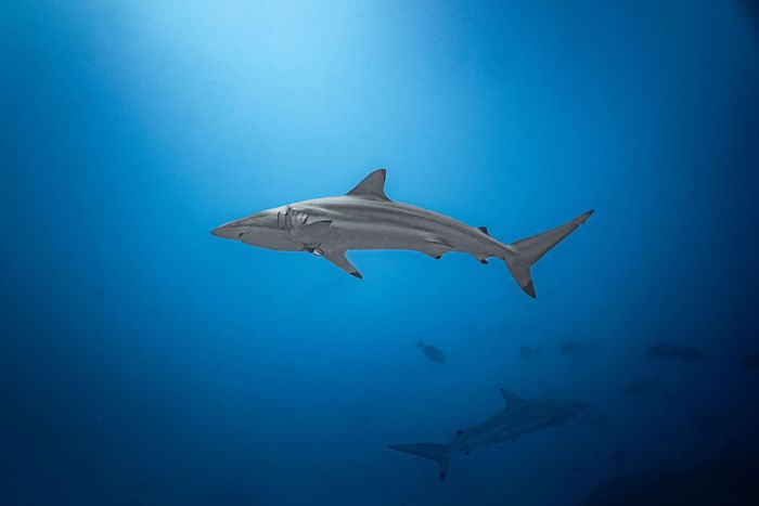 A solitary shark glides elegantly through the deep blue ocean in the Maldives, embodying the beauty of marine life.