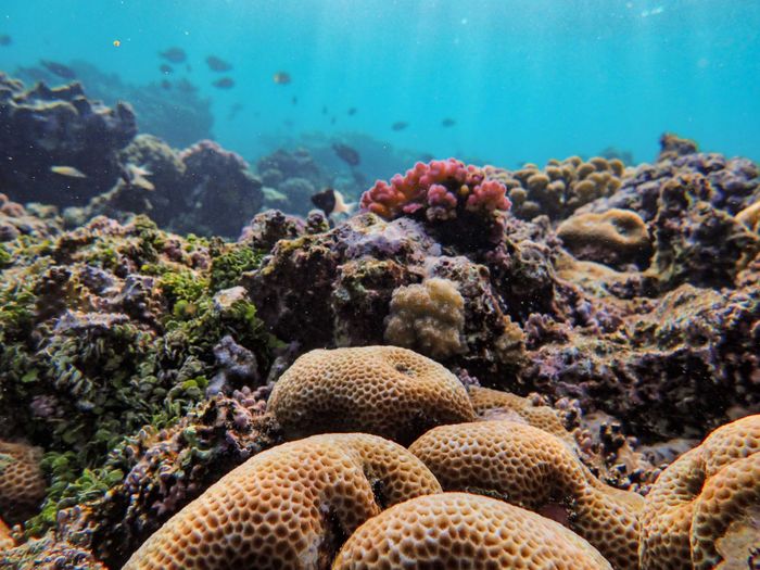 Colorful coral reef with vibrant marine life in an underwater ecosystem.